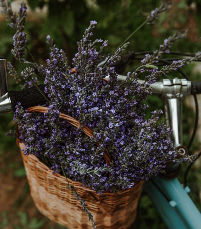 Hand Picked Lavender Face Tonic