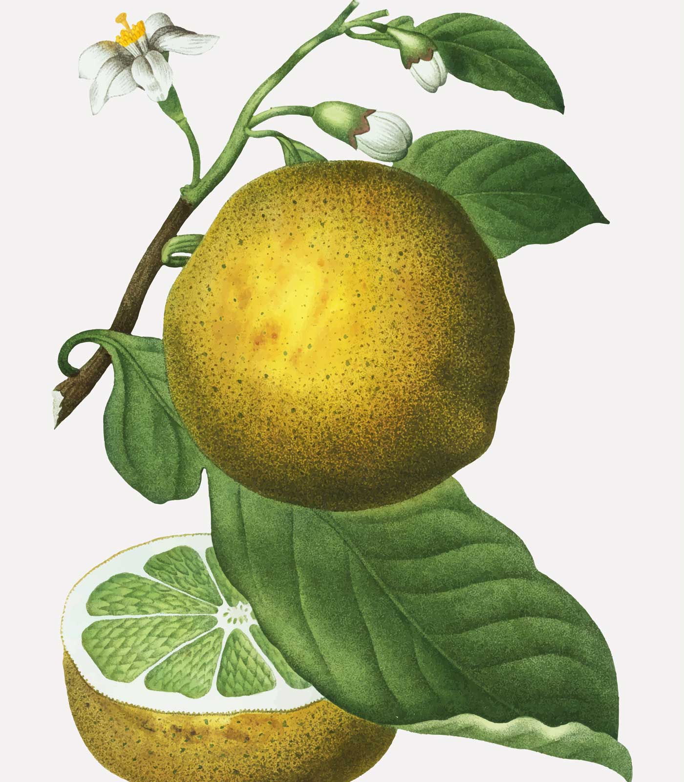 Vistfrøðilig Pink Grapefruit eterisk olja
