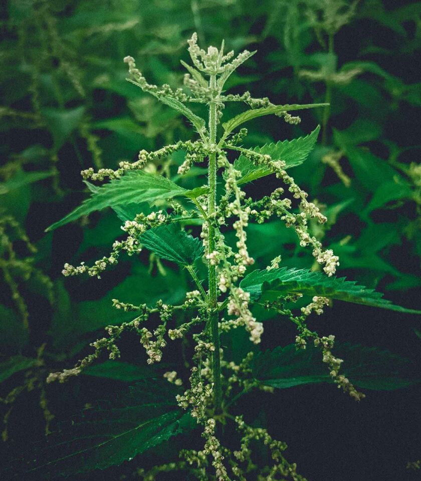 Stinging Nettle Face Tonic