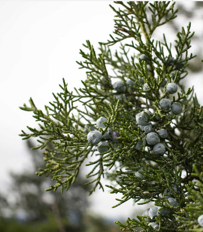 Kropsolja við Lavendil, Einiber & Lavrber (Lavender Juniper Laurel)