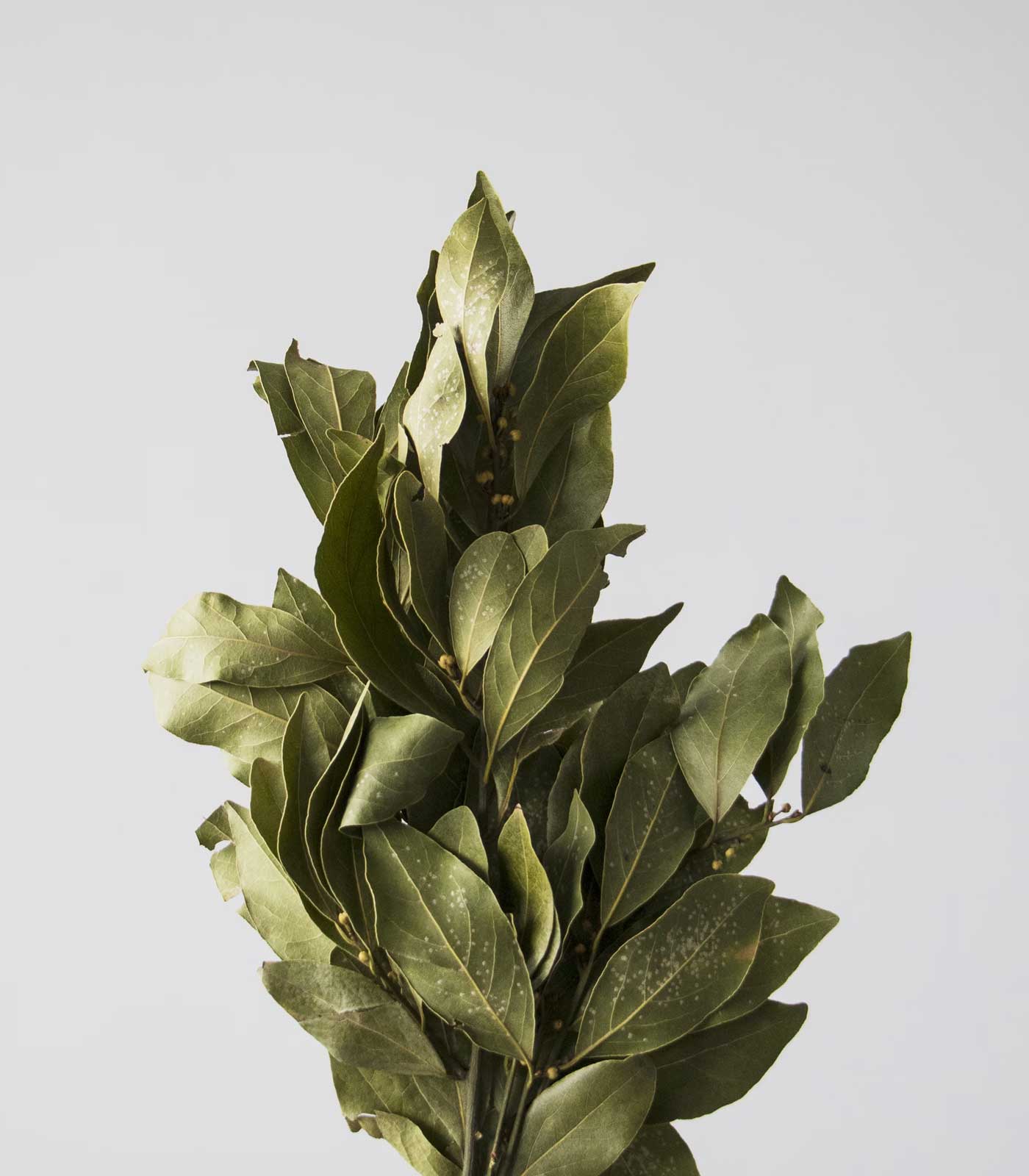 Kropsolja við Lavendil, Einiber & Lavrber (Lavender Juniper Laurel)