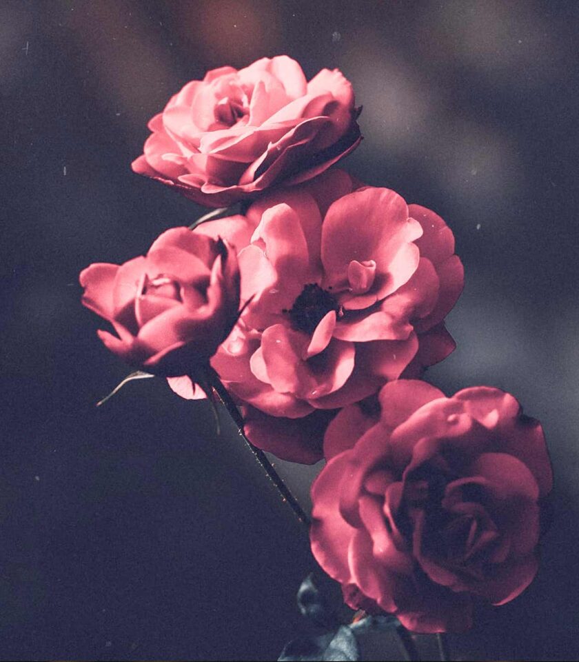 Hand Picked Damasc Rose Tonic